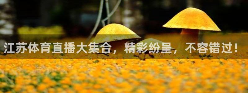 江苏体育直播大集合，精彩纷呈，不容错过！